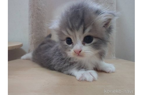 販売中の愛知県のスコティッシュフォールド(折れ耳)-119033の2枚目