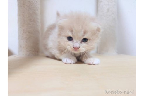 販売中の愛知県のスコティッシュフォールド(折れ耳)-119035の5枚目