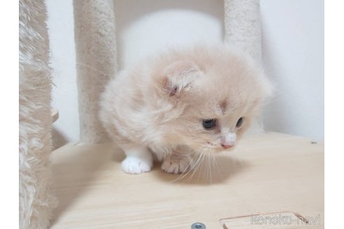 販売中の愛知県のスコティッシュフォールド(折れ耳)-119035の8枚目