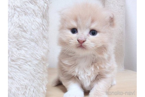 販売中の愛知県のスコティッシュフォールド(折れ耳)-119035の3枚目