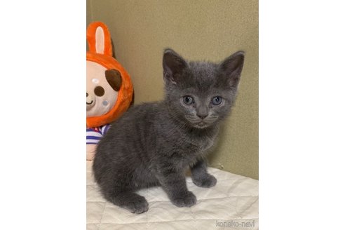 販売中の徳島県のマンチカン-119036の3枚目