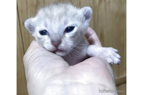 販売中の広島県のシンガプーラ-119043