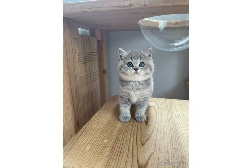 販売中の埼玉県のブリティッシュショートヘア-119051の1枚目