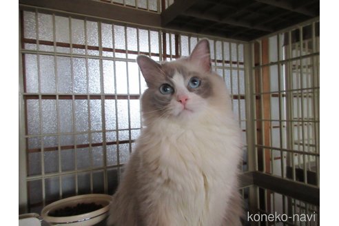 商談中の大分県のラグドール-119060の6枚目