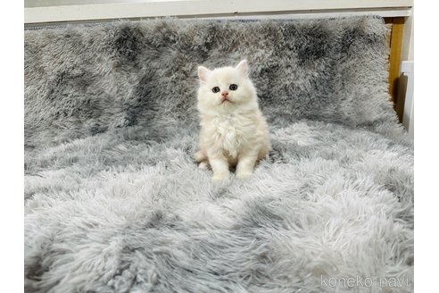 販売中の千葉県のマンチカン-119062の2枚目