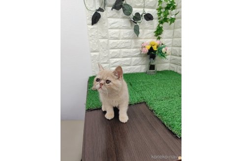 販売中の岡山県のエキゾチックショートヘア-118631の2枚目