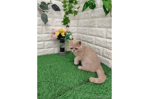 販売中の岡山県のエキゾチックショートヘア-118631の3枚目