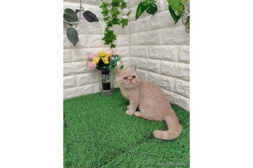 販売中の岡山県のエキゾチックショートヘア-118631の4枚目