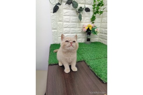 販売中の岡山県のエキゾチックショートヘア-118631の5枚目