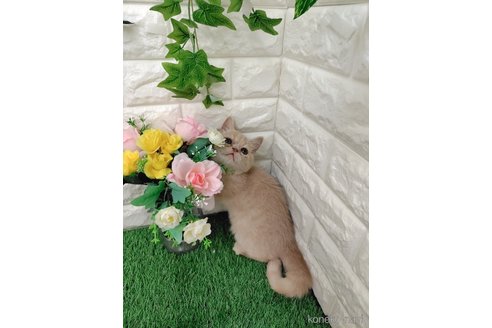 販売中の岡山県のエキゾチックショートヘア-118631の8枚目