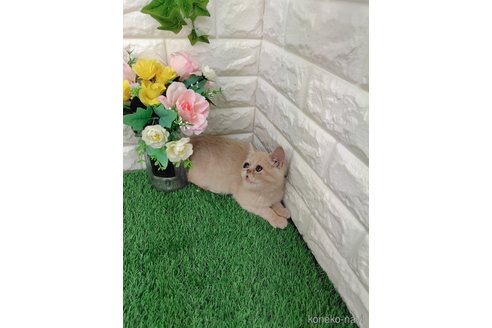 販売中の岡山県のエキゾチックショートヘア-118631の7枚目