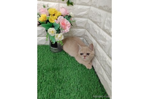 販売中の岡山県のエキゾチックショートヘア-118631の10枚目