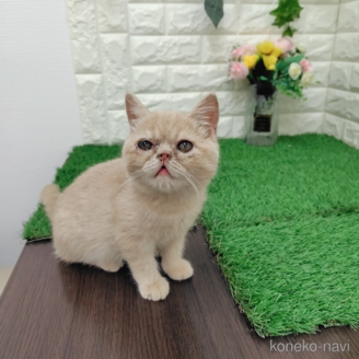 販売中の岡山県のエキゾチックショートヘア-118631