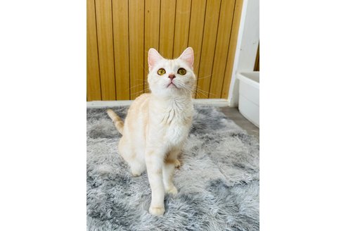 Aliceちゃん1枚目