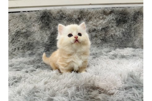 販売中の千葉県のマンチカン(短足)-119066の5枚目