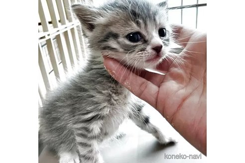 販売中の北海道のマンチカン-119082の2枚目