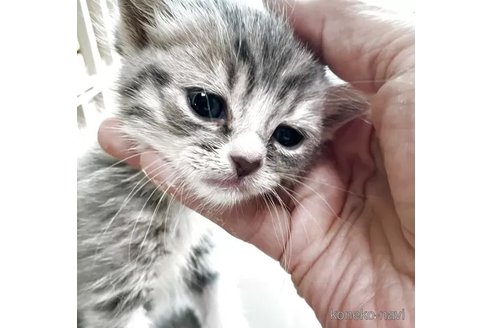 販売中の北海道のマンチカン-119082