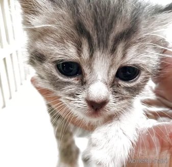 販売中の北海道のマンチカン-119082の3枚目