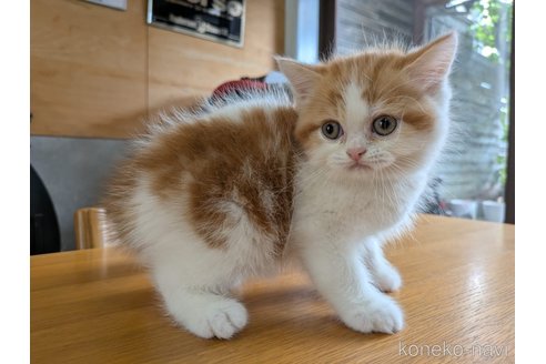 販売中の大阪府のミヌエット-114570の8枚目