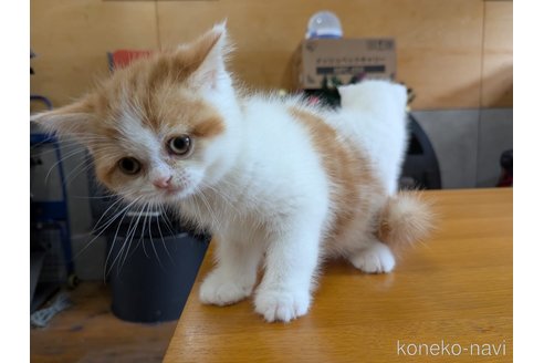 販売中の大阪府のミヌエット-114570の7枚目