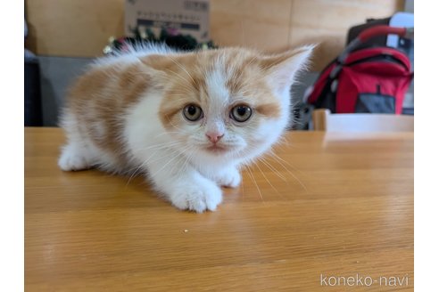 販売中の大阪府のミヌエット-114570の6枚目