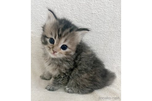 販売中の福島県のミヌエット-119086の4枚目