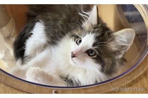 販売中の愛知県のノルウェージャンフォレストキャット-119095の3枚目