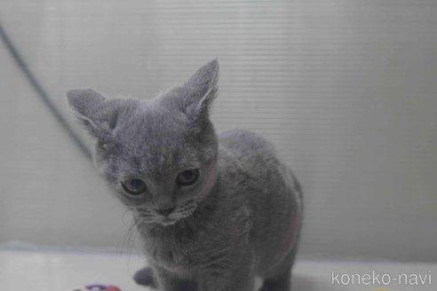 販売中の神奈川県のブリティッシュショートヘア-119099の10枚目
