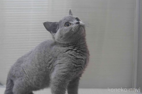 販売中の神奈川県のブリティッシュショートヘア-119099の11枚目