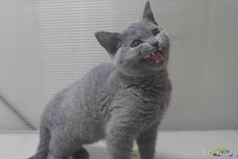 販売中の神奈川県のブリティッシュショートヘア-119099の12枚目