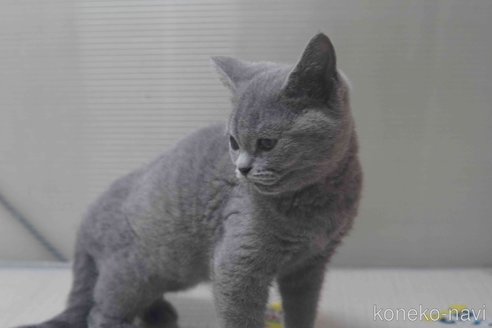 販売中の神奈川県のブリティッシュショートヘア-119099の7枚目