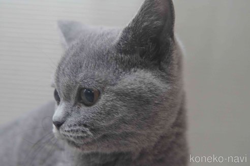 販売中の神奈川県のブリティッシュショートヘア-119099の8枚目