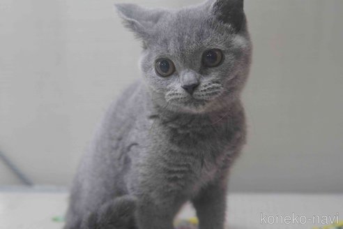 販売中の神奈川県のブリティッシュショートヘア-119099の9枚目