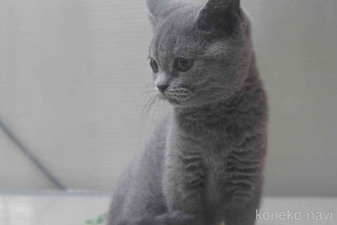 販売中の神奈川県のブリティッシュショートヘア-119099の5枚目