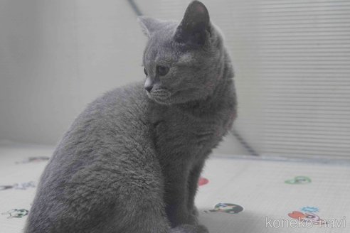 販売中の神奈川県のブリティッシュショートヘア-119099の6枚目