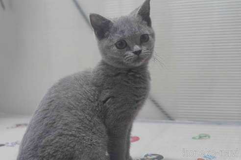 販売中の神奈川県のブリティッシュショートヘア-119099の3枚目