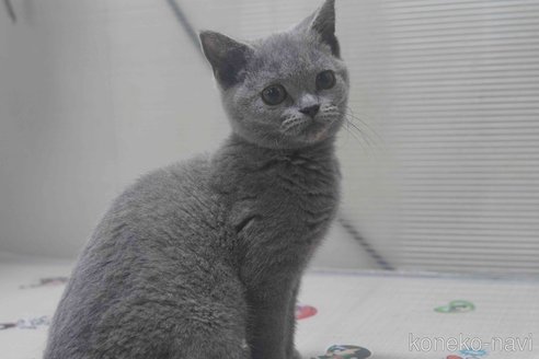 販売中の神奈川県のブリティッシュショートヘア-119099の4枚目