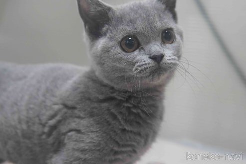 販売中の神奈川県のブリティッシュショートヘア-119099の2枚目