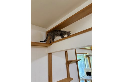販売中の福岡県のミックス-119103の5枚目