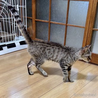 販売中の福岡県のミックス-119103の2枚目