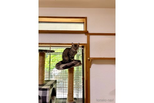 販売中の福岡県のミックス-119103の4枚目