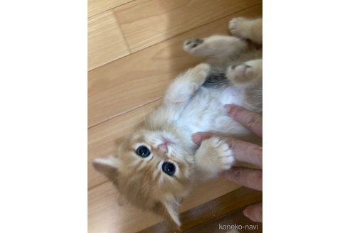 販売中の三重県のブリティッシュショートヘア-119102の3枚目