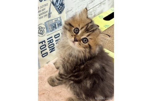 販売中の奈良県のミヌエット-119104の4枚目