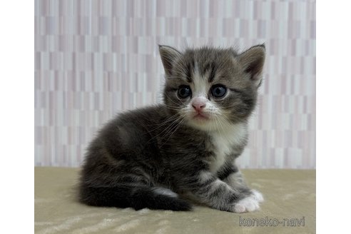 商談中の千葉県のスコティッシュフォールド-119115の2枚目