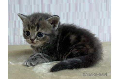 販売中の千葉県のスコティッシュフォールド-119116の2枚目