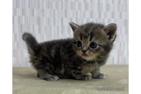 販売中の千葉県のスコティッシュフォールド-119116の3枚目
