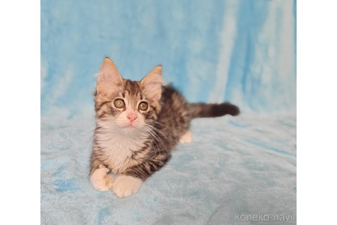 販売中の神奈川県のノルウェージャンフォレストキャット-115484の2枚目