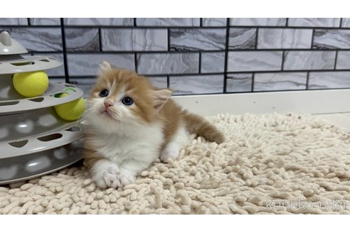 販売中の福岡県のマンチカン(短足)-119117の4枚目