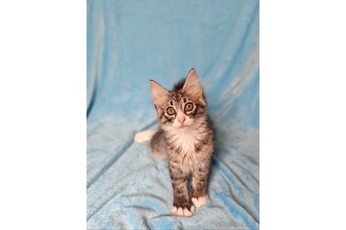 販売中の神奈川県のノルウェージャンフォレストキャット-115483の7枚目
