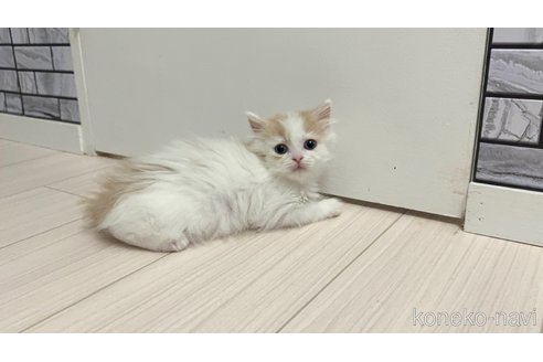 販売中の福岡県のマンチカン-119118の2枚目